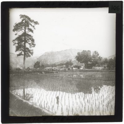 [Glass Slide.01/(106)] Rice Fields, China