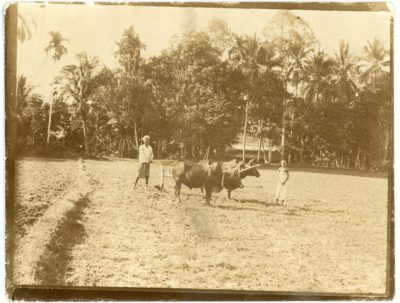 [Photo.31/(044)] Ploughing, Kelantan