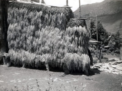 [Photo.86/2(003)] Barley drying on racks near Yatung, 1938