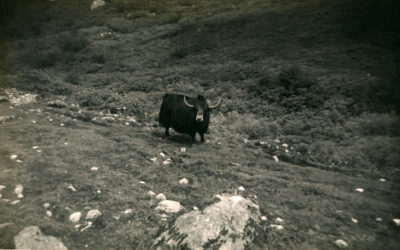 [Photo.86/2(005)] Tibetan yak on the Phari plain at 14,000 feet