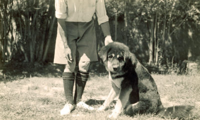 [Photo.86/2(021)] ‘Tom Tit’, a Tibetan mastiff, aged 13, the watchdog at the barracks in Gyantse, 1938