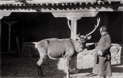 [Photo.86/2(053)] Tibetan Shou (deer) at Norbhu Linka, Lhasa